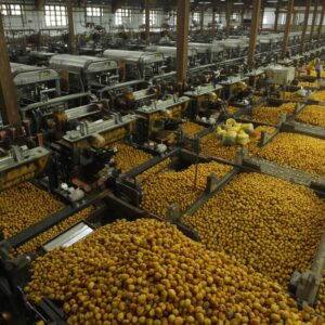 Palm Oil Extraction