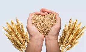 Wheat