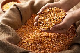 Maize (Corn)