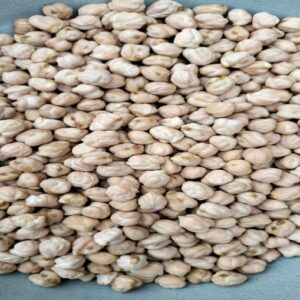 Chickpea