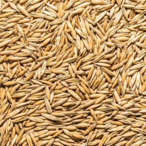 Oats Seeds